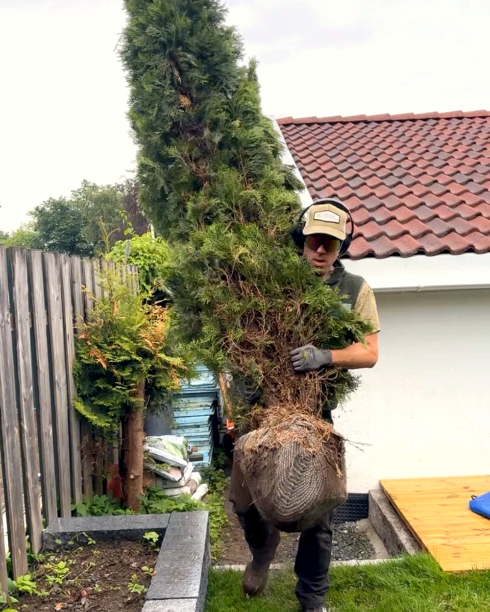 Daglig leder i Ivora bærer et stort tre i en hage under planting